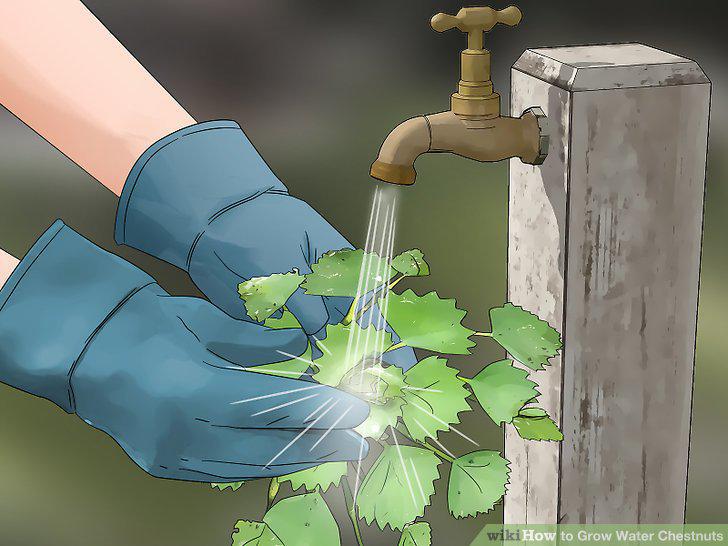 Step 12