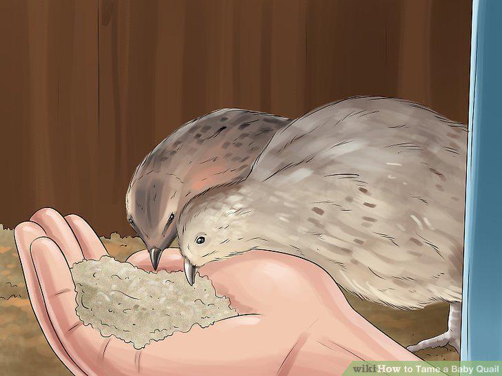 Step 11