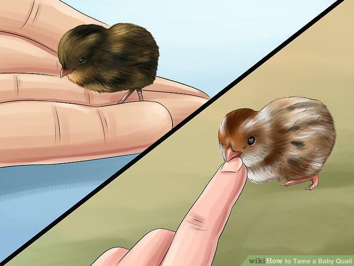 Step 13