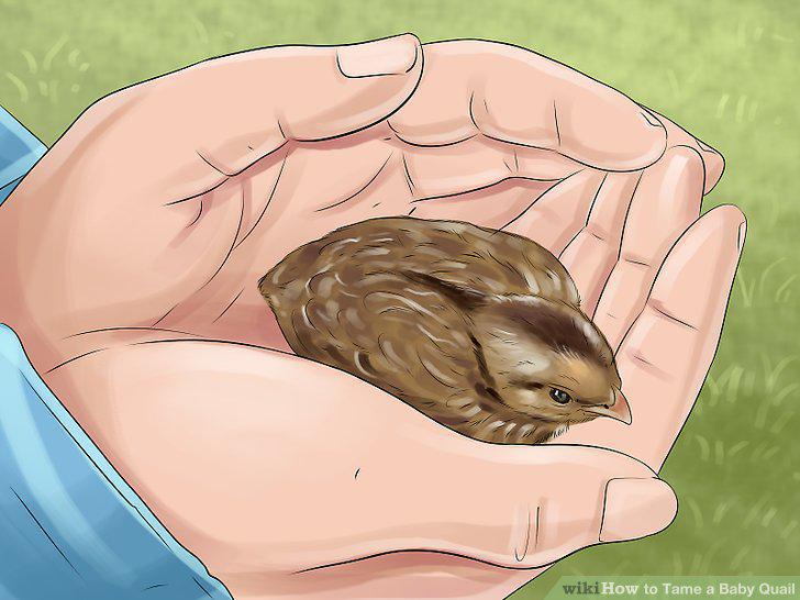 Step 10