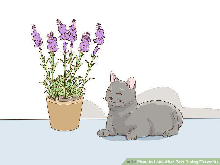 Step 13