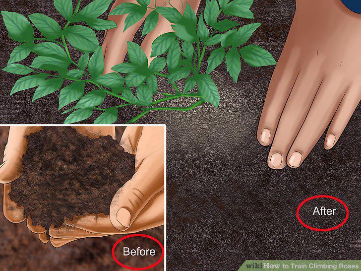 Step 11