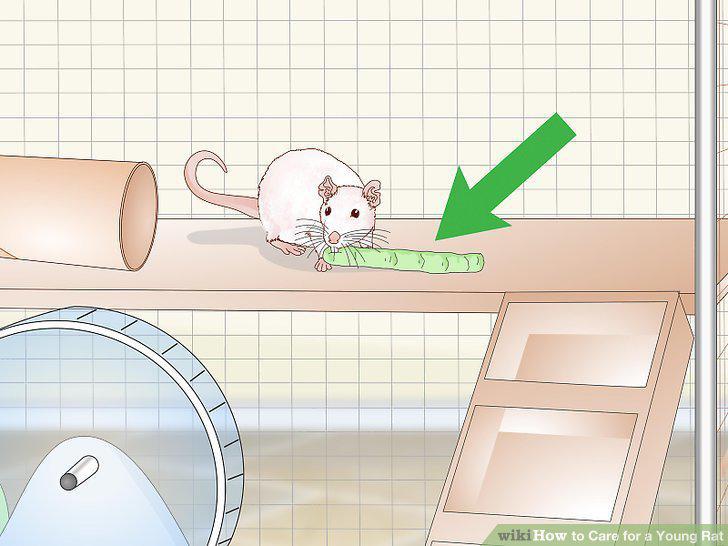 Step 16