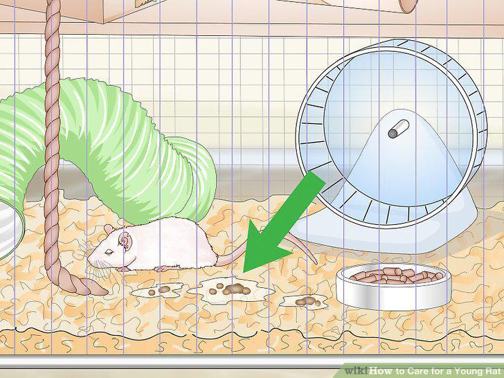 Step 19