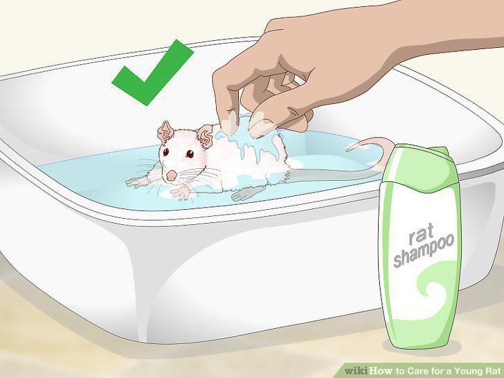 Step 21