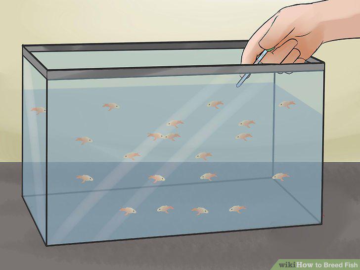 Step 12