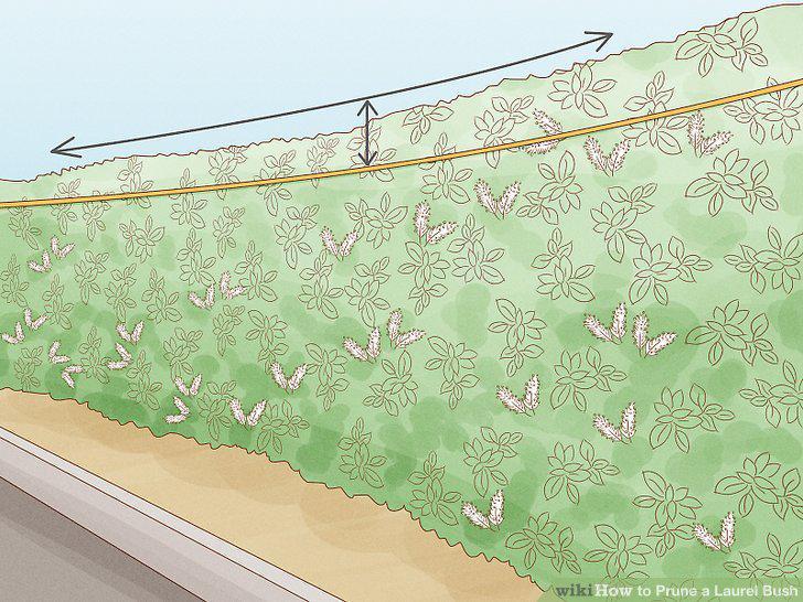 Step 9