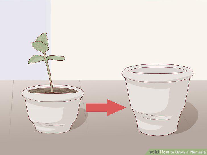 Step 11