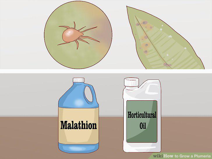 Step 15