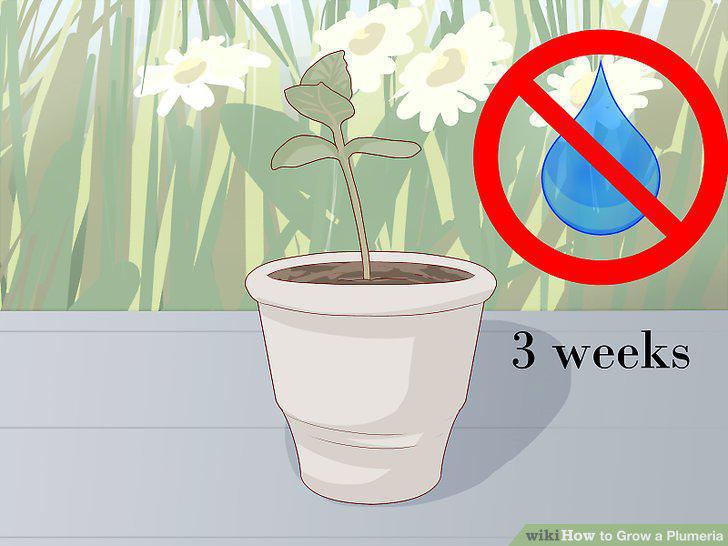 Step 10