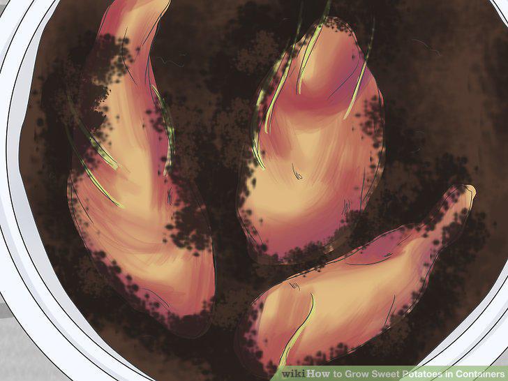Step 11