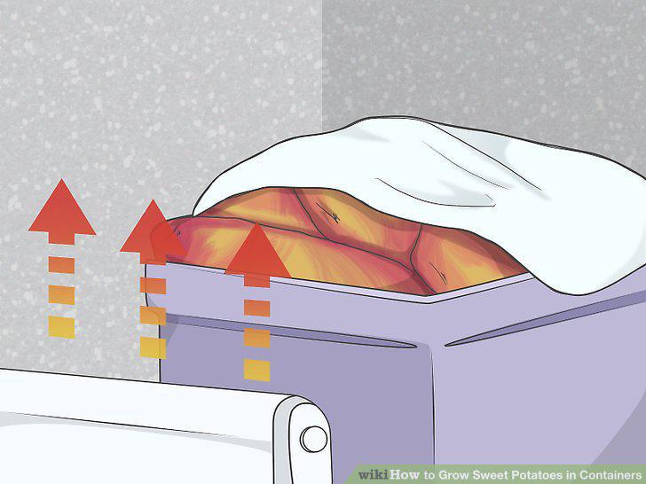Step 12