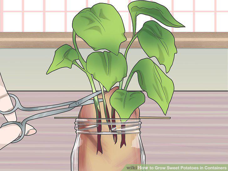 Step 5