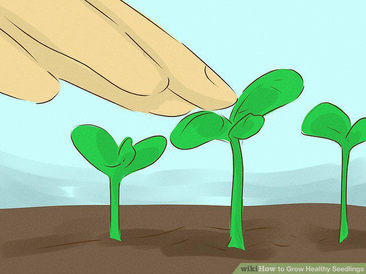 Step 12