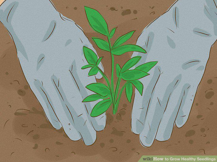 Step 15
