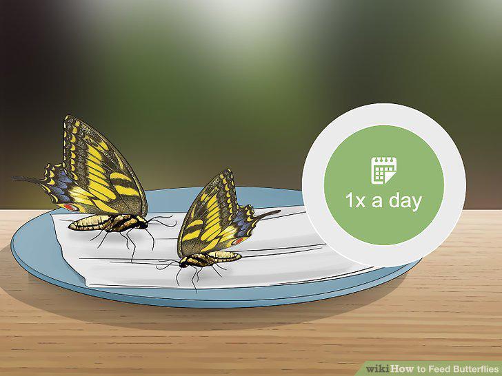 Step 15