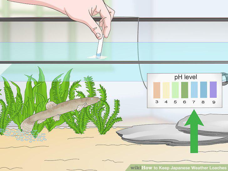 Step 11