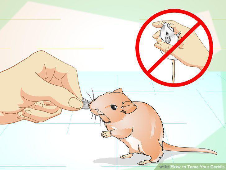 Step 12