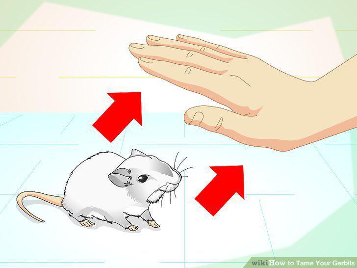 Step 13