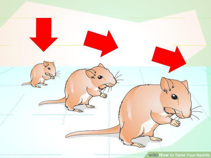 Step 6