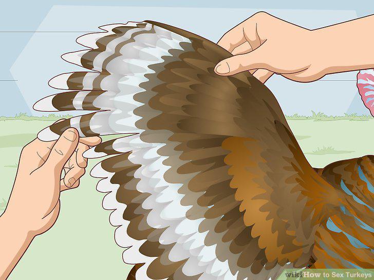 Step 12