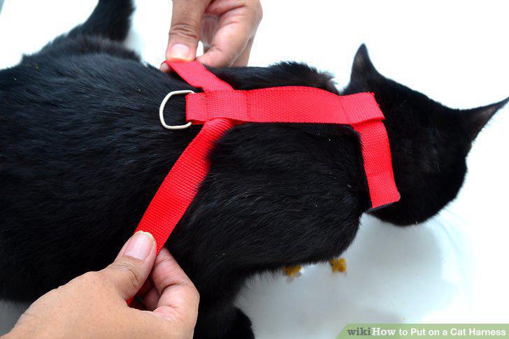 Step 10