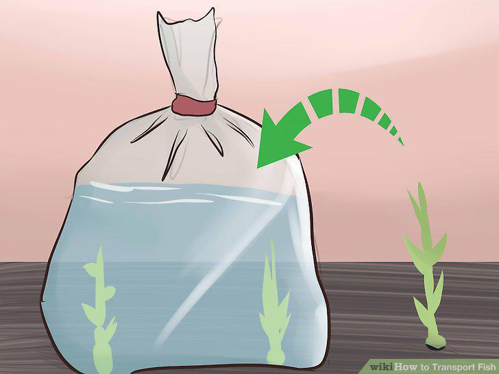 Step 12
