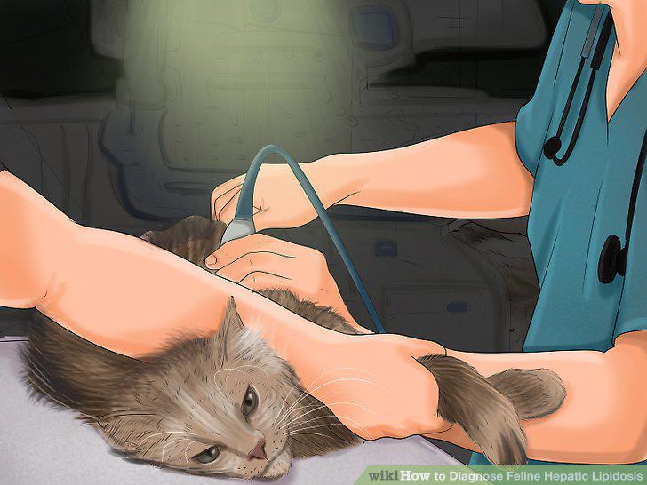 Step 11