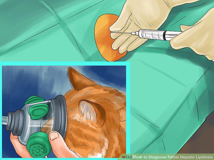 Step 12