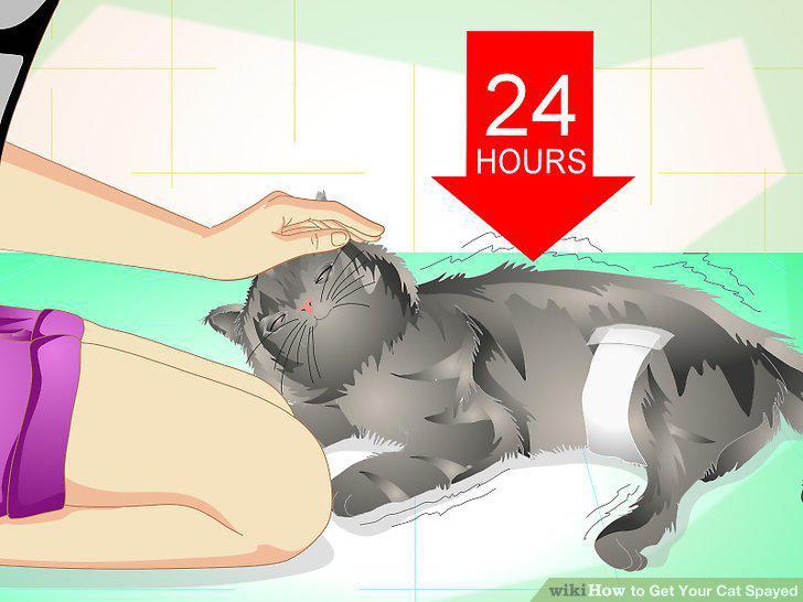 Step 12