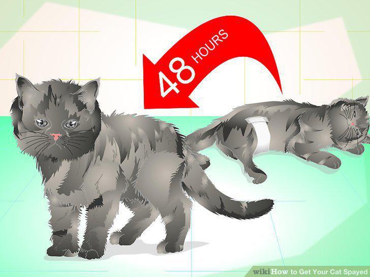 Step 14