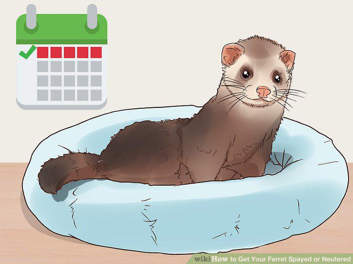 Step 12