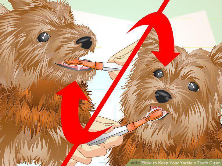 Step 11