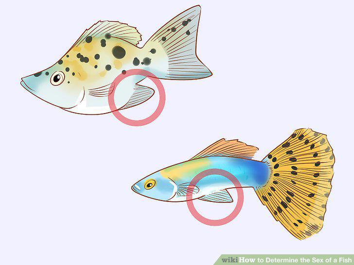 Step 7