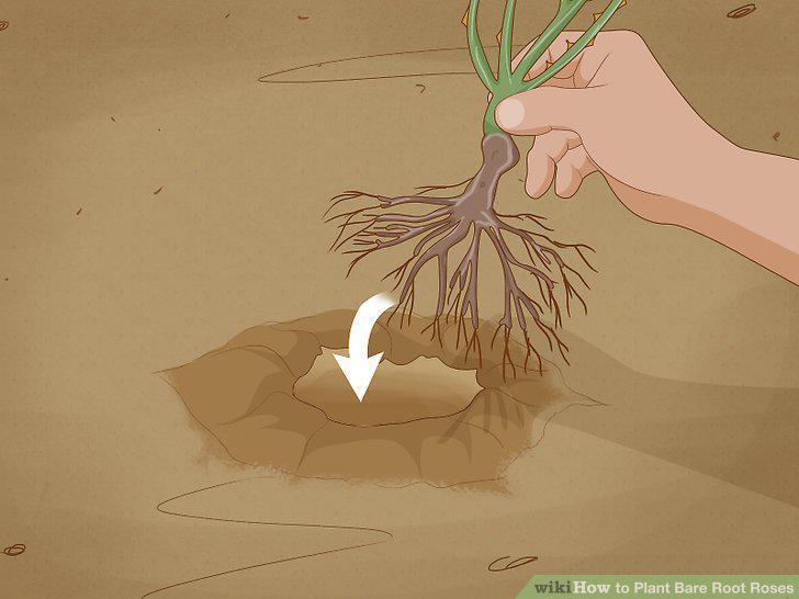 Step 11