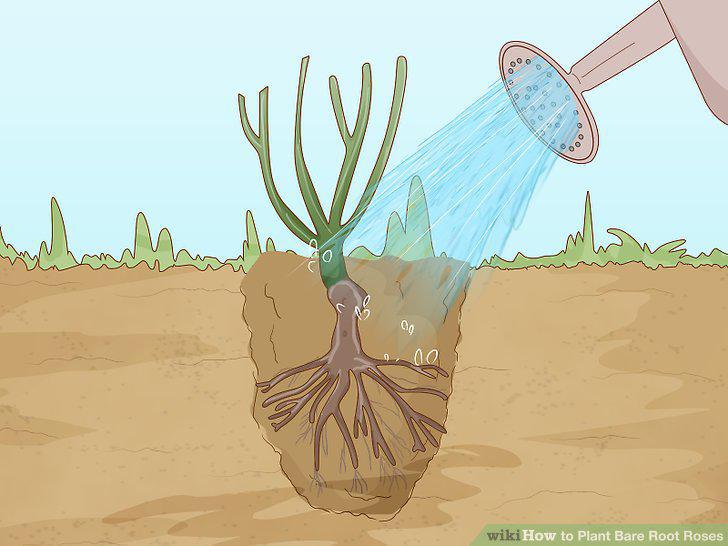Step 12