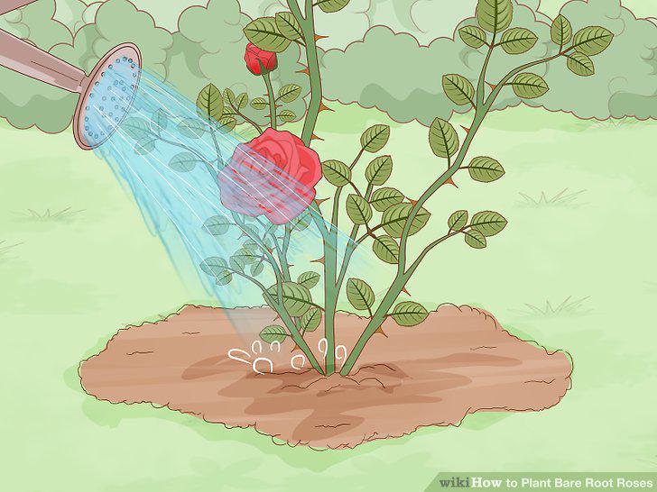 Step 16