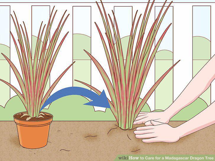 Step 12
