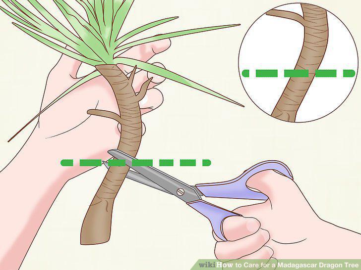 Step 21