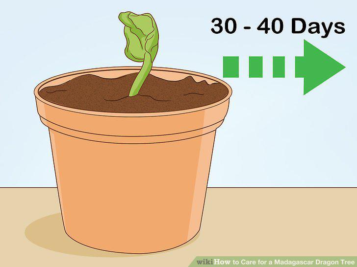 Step 30