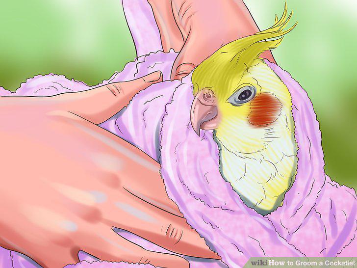 Step 12