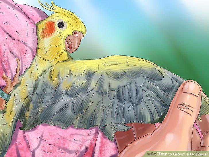 Step 15