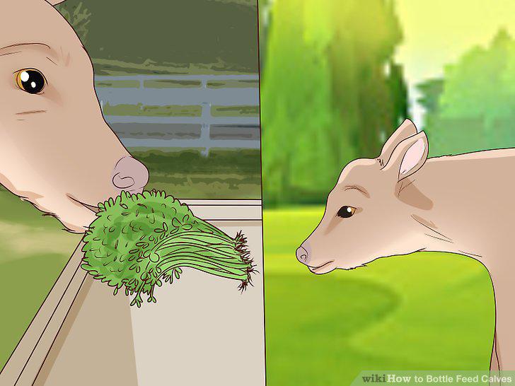 Step 12