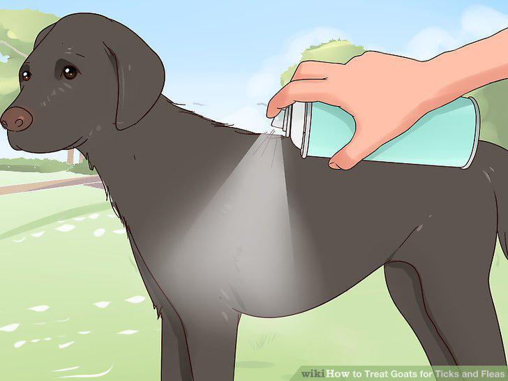 Step 11