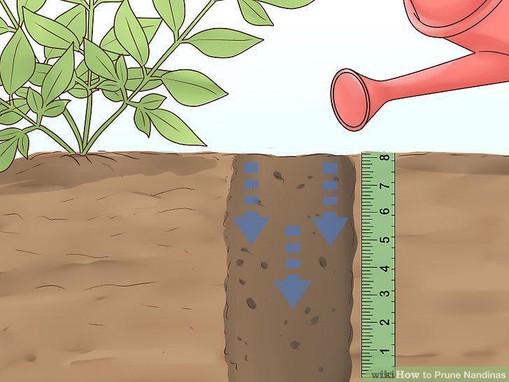 Step 12