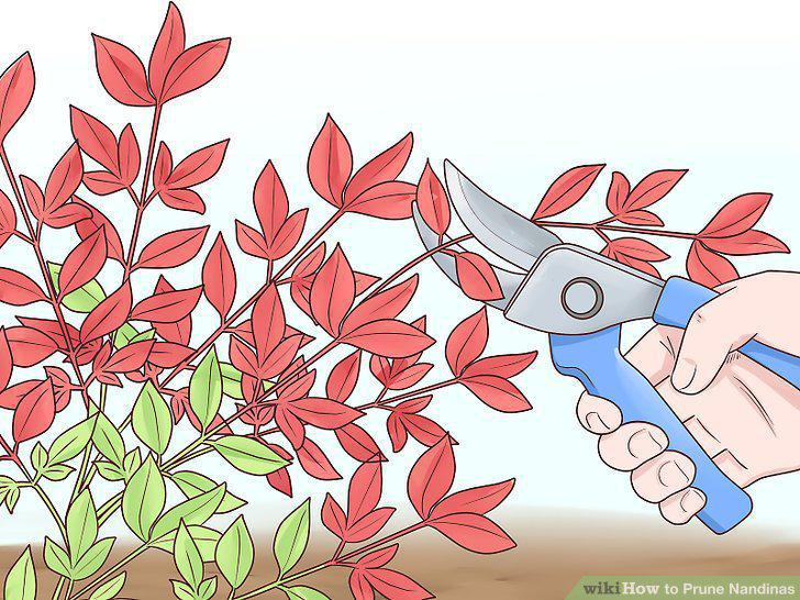 Step 5