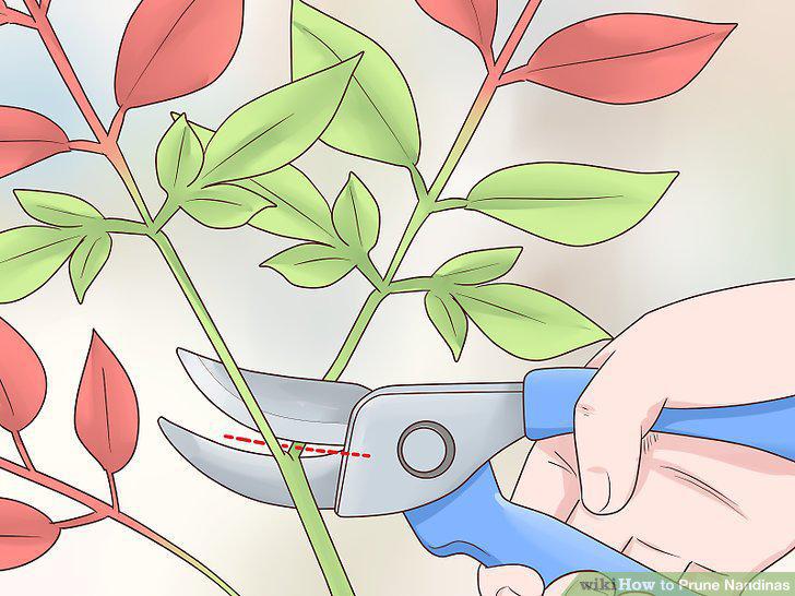 Step 7