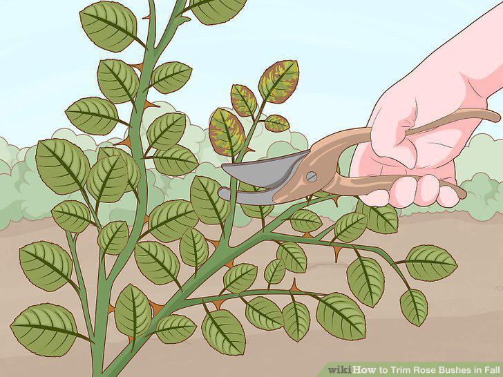 Step 11