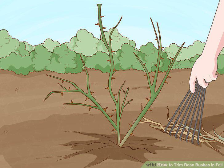 Step 12