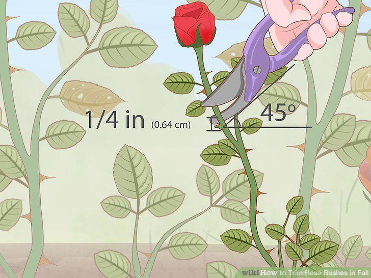 Step 5
